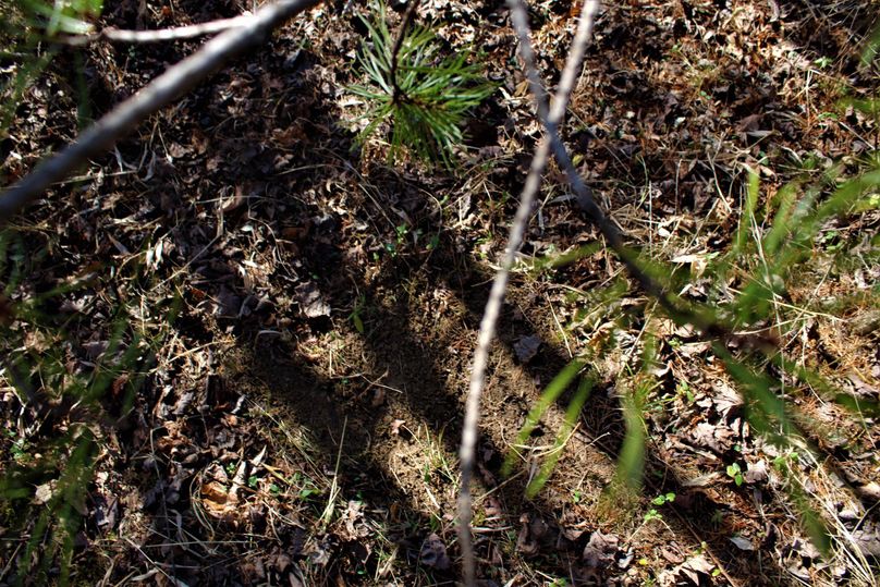 011 fresh scrape from the post rut