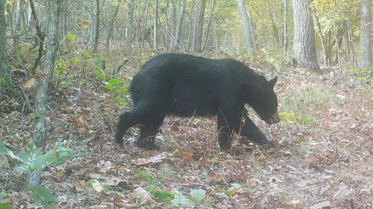 Secluded Wooded Property Bordering Tuscarora State Forest Whitetail