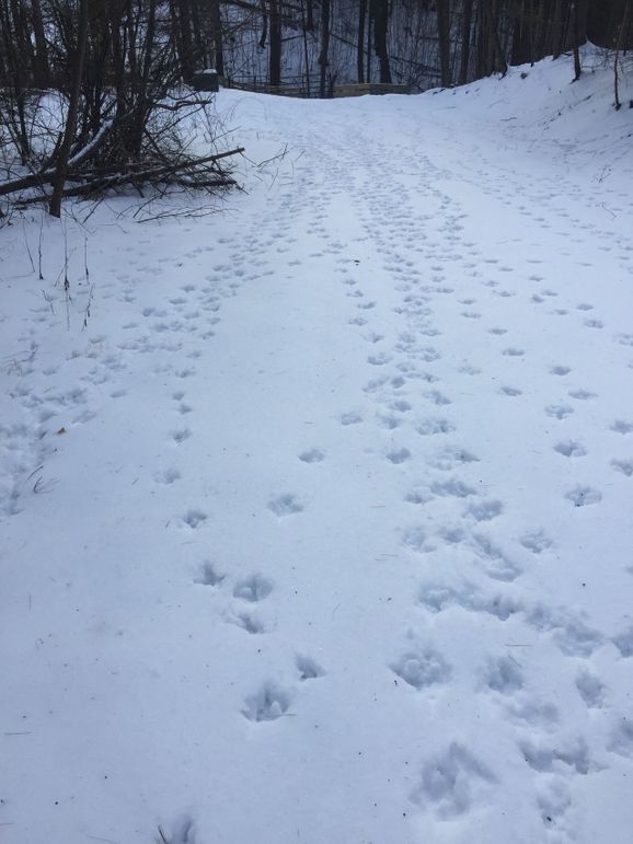 007 turkey tracks in the snow