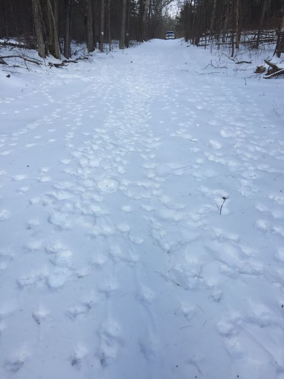 008 turkey tracks in the snow 2