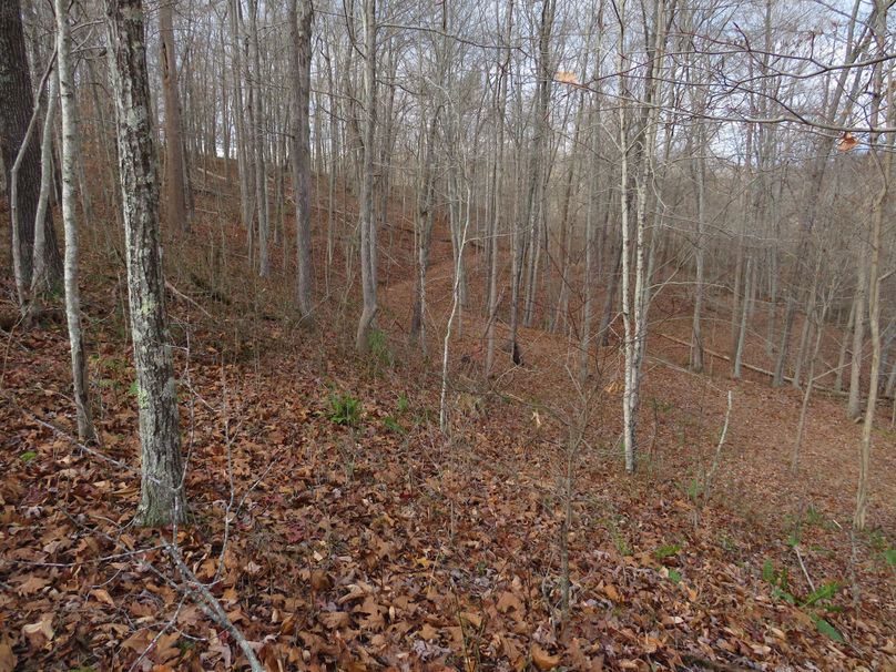 Wooded area with trail