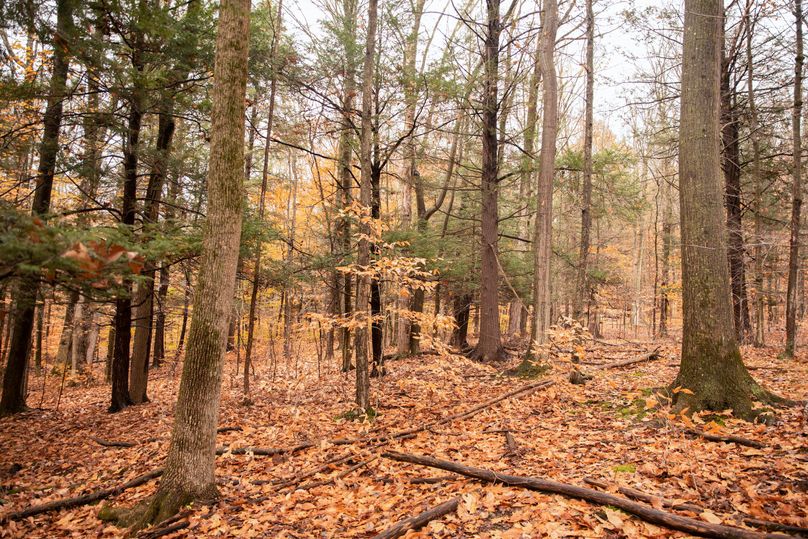 VGF5bG9yIGNoZW11bmcgNTguMjAgMjE=