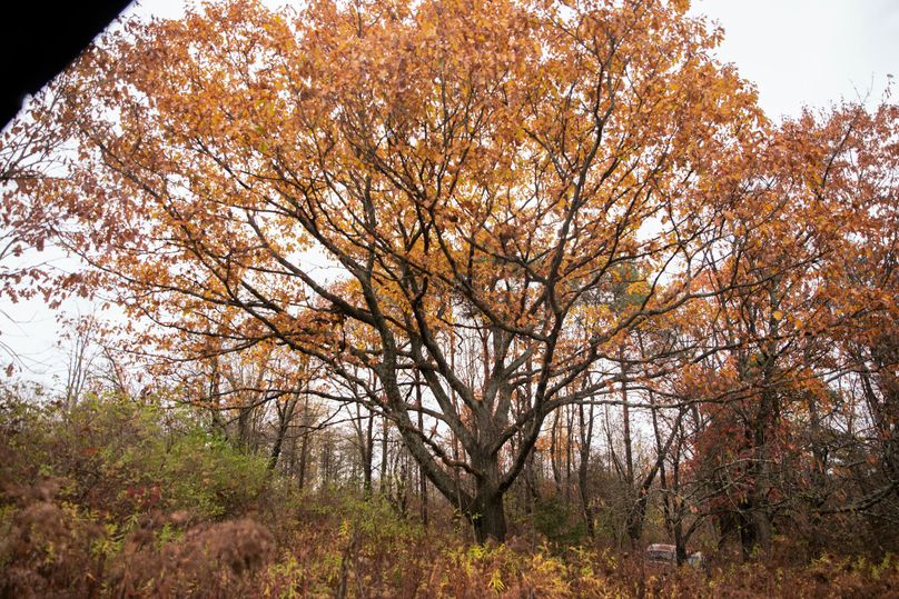 VGF5bG9yIGNoZW11bmcgNTguMjAgMzk=