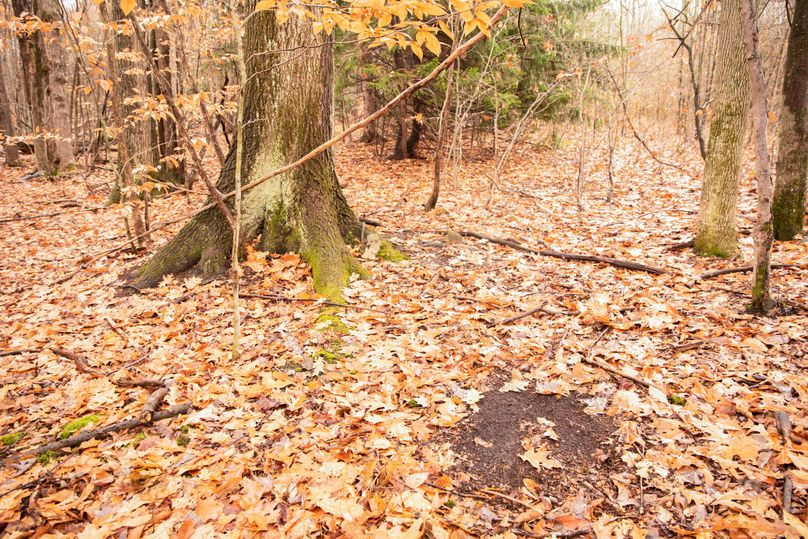 VGF5bG9yIGNoZW11bmcgNTguMjAgNg==