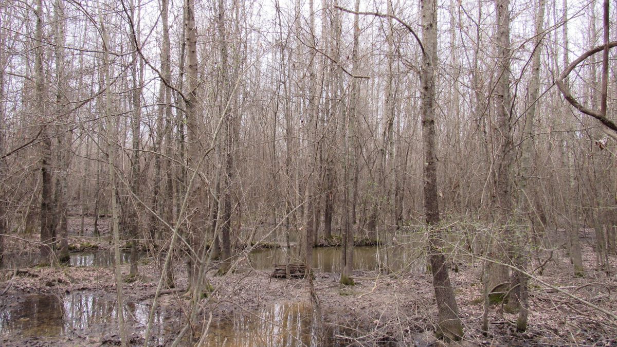 Beautiful Wetland Property In AR Whitetail Properties