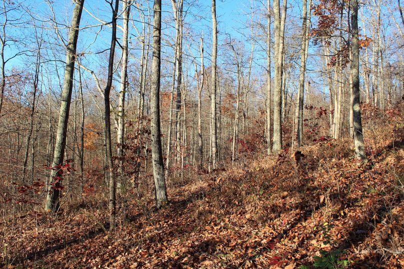003 forested east facing slope with healthy mix of hardwoods and new growth