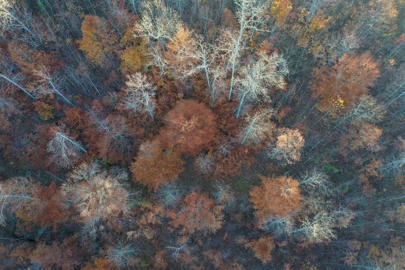 008 aerial drone shot looking straight down through the canopy