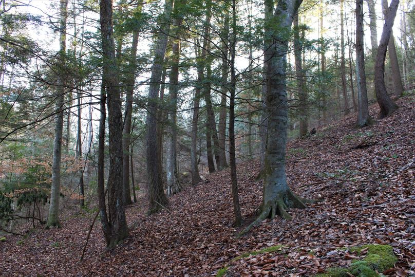 004 huge hemlocks and beech near the valley floor