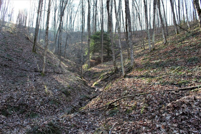 005 big open stand of healthy poplars in the back of a main valley