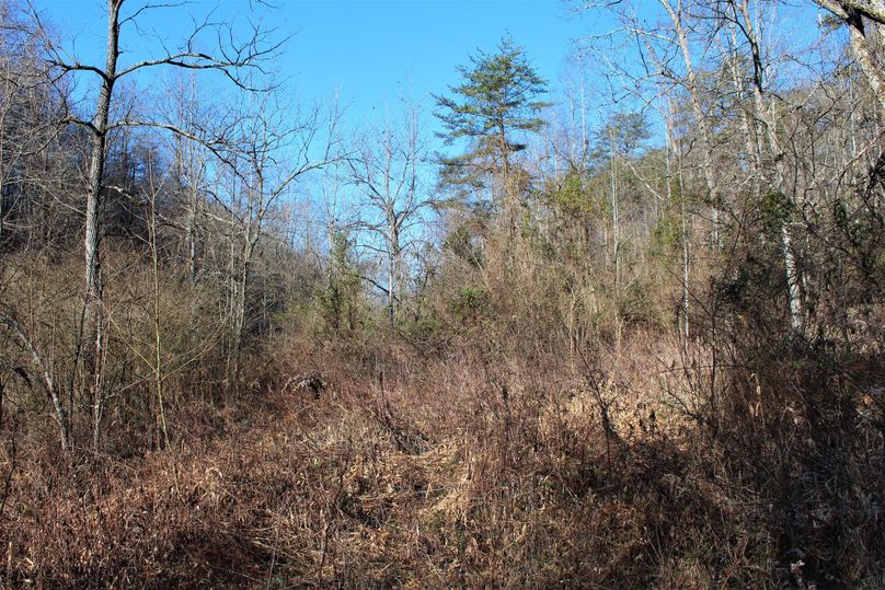 011 some of the old field growth in the valley