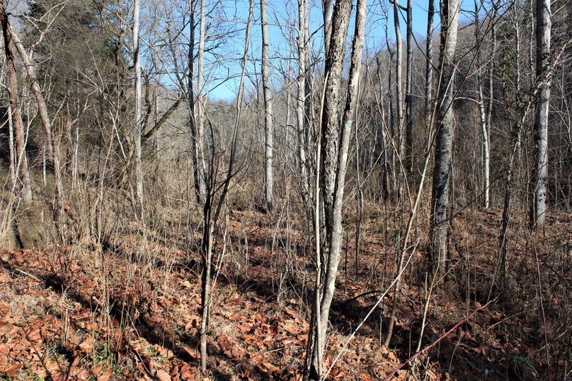 017 thick creek bottom along the main stream