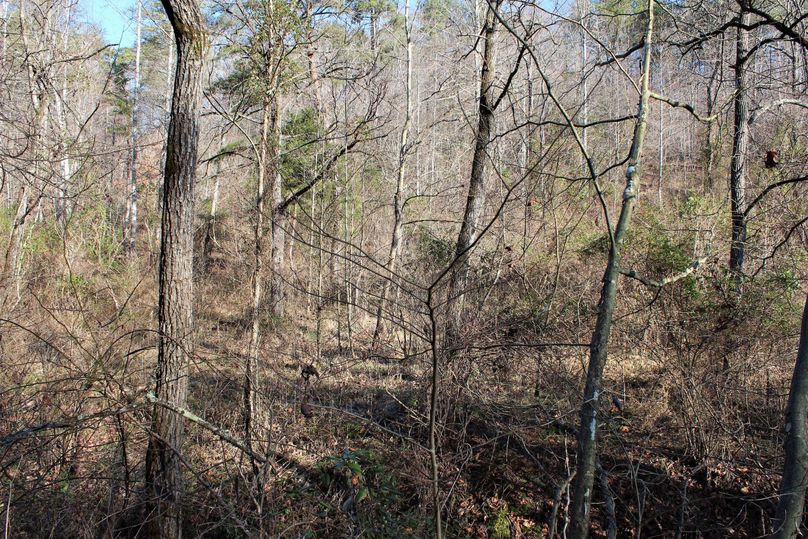 023 some of the thick old field growth at one of the old homesteads