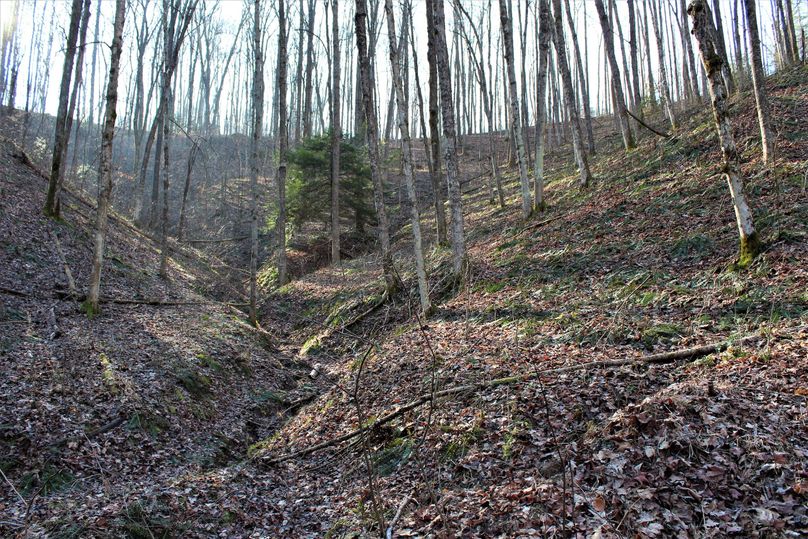 020 west facing slope in the head of the hollar