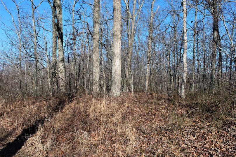 021 excellent mast producing oaks along this long flat ridge