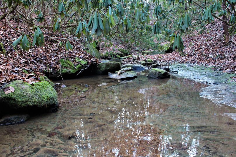 024 the blueline stream flowing through the property