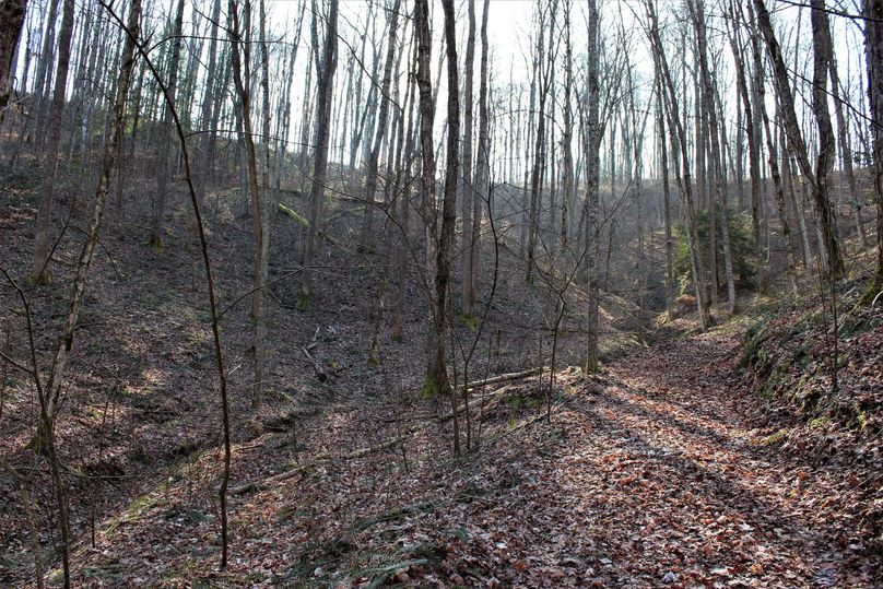 031 another north facing, poplar laden valley