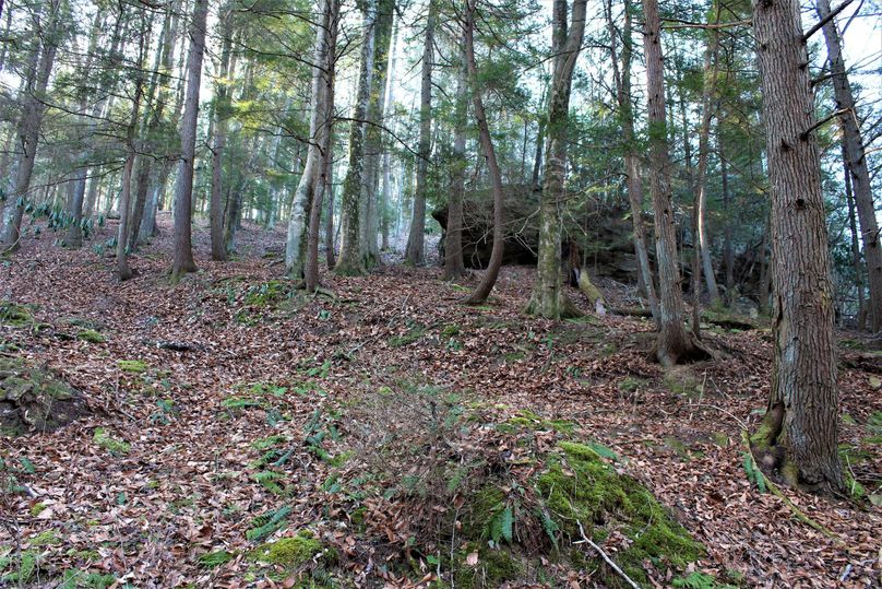 036 mature hemlock and beech create an umbrella canopy 