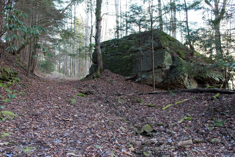 038 giant, moss covered landmark