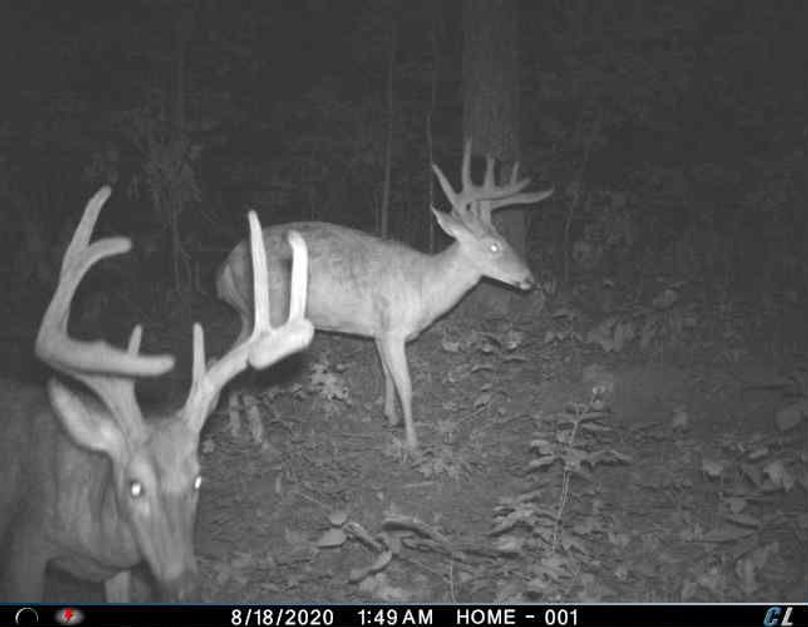 042 no shortage of mature bucks here