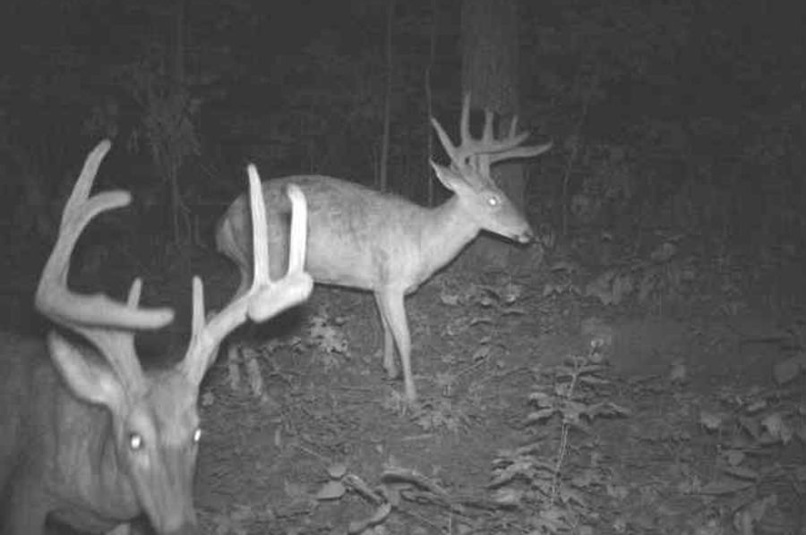 042 no shortage of mature bucks here