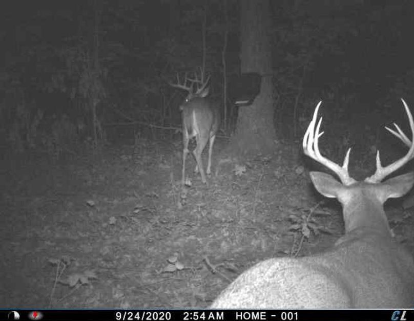044 some more good bucks putting on the feed bag 
