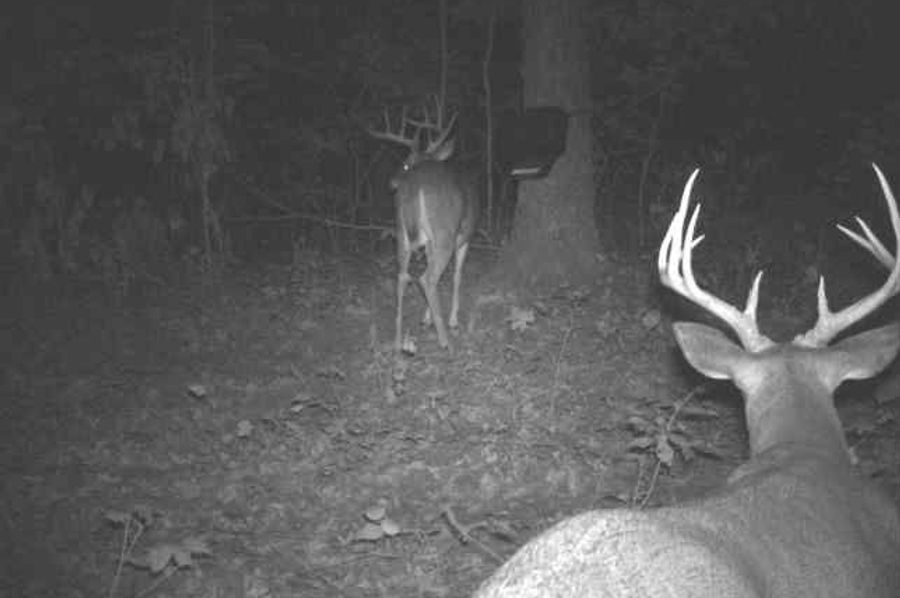 044 some more good bucks putting on the feed bag 