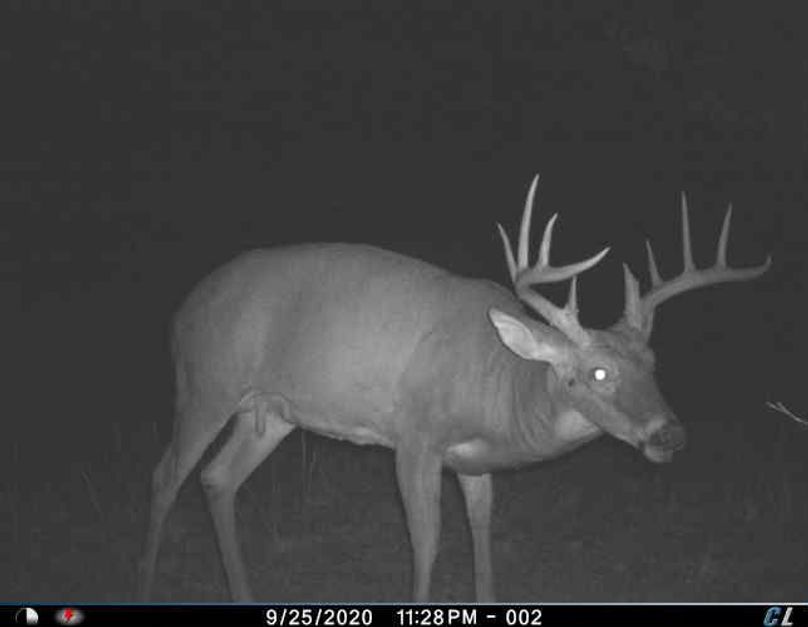 045 another big mature buck (on adjacent property also available to purchase)