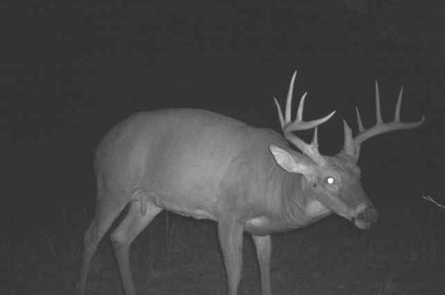 045 another big mature buck (on adjacent property also available to purchase)