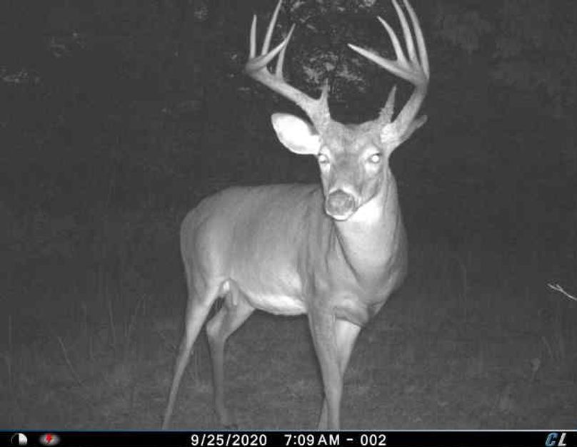 046 big mature buck with some crazy stuff going on at the base on his left side (on adjacent property also available to purchase)