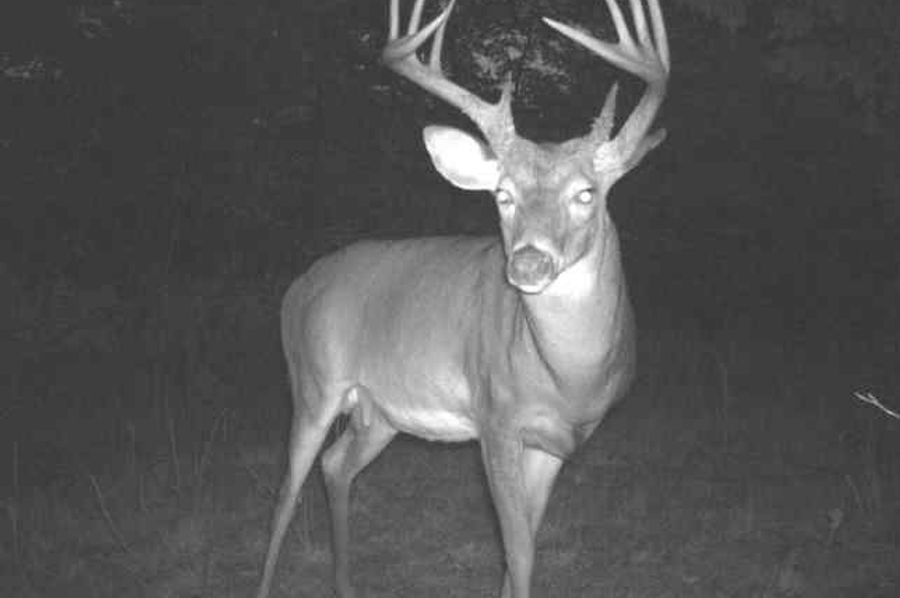 046 big mature buck with some crazy stuff going on at the base on his left side (on adjacent property also available to purchase)
