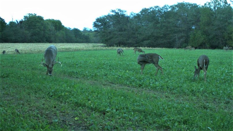 Deer in plot 1-2