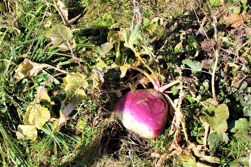 009 look at the giant turnip, wintertime food for the big bucks that live here