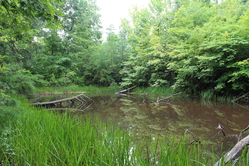 007 pond in woods in center of property