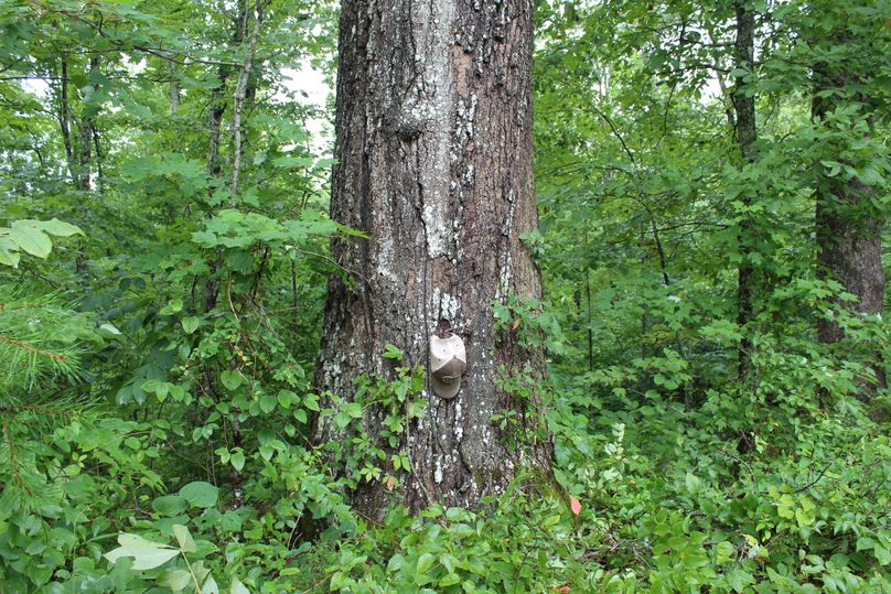 005 mature black oak