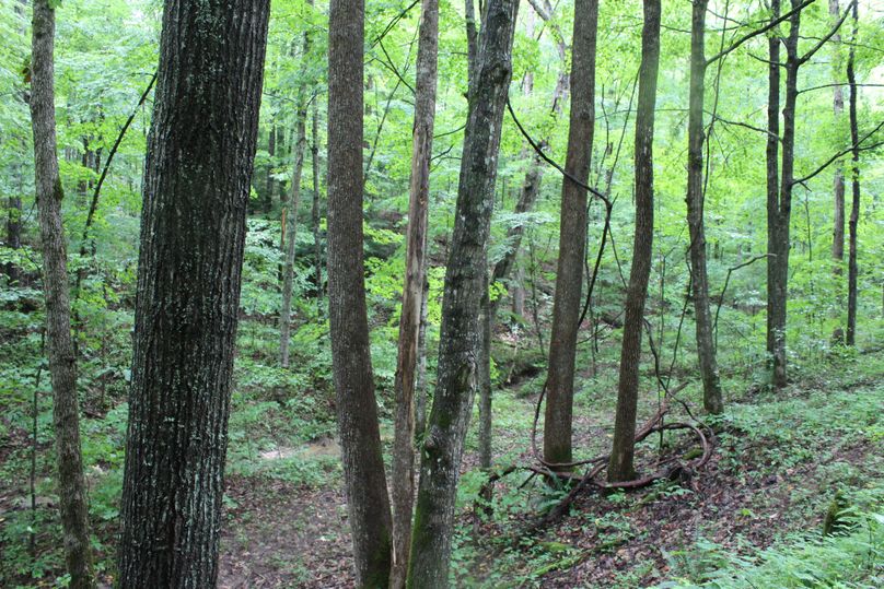 023 line of yellow poplars
