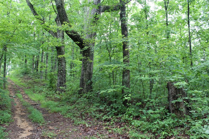 021 large white oaks along old road