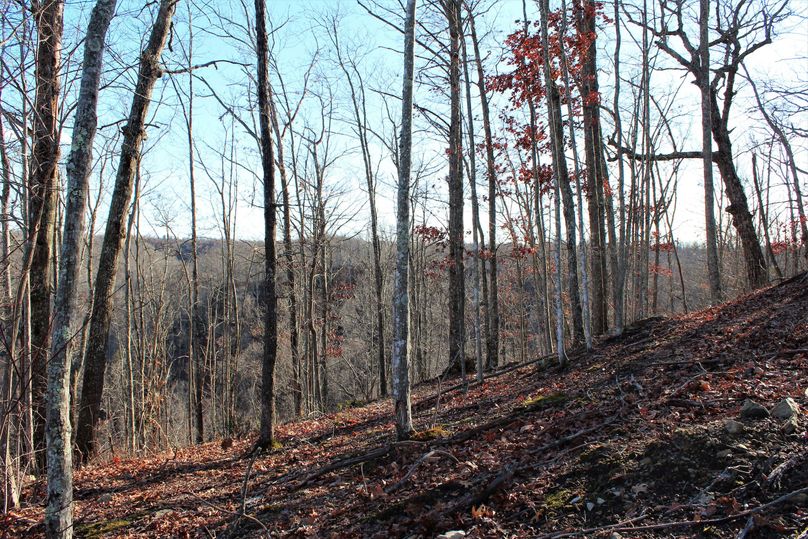 003 hardwood ridge top along the south boundary