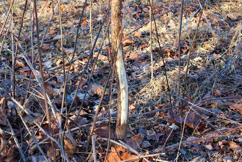 007 yep, a frustrated buck has had his way with this good sized tree