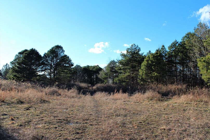 004 open bottom and pine area in the southeastern area