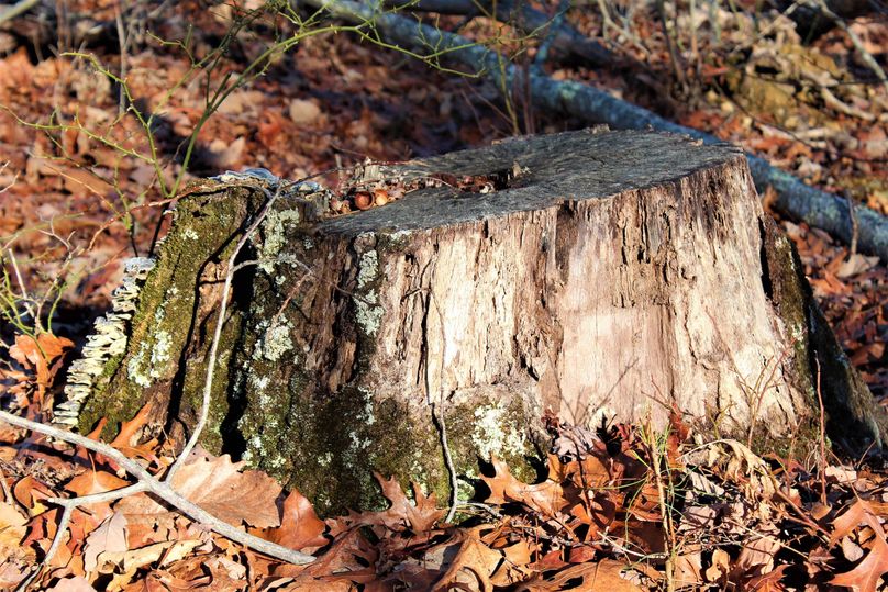 006 an old remnant of the logging that took place several years back