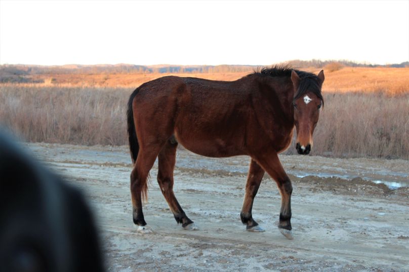 008 one of the not so wild,  wild horses  that call these big open ridges home