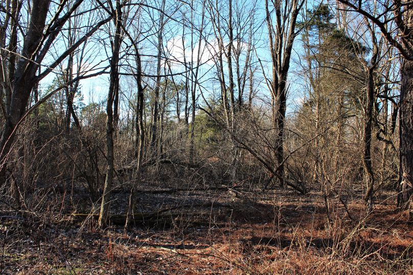009 some of the wooded, reclaimed mining areas located on the top of the ridges