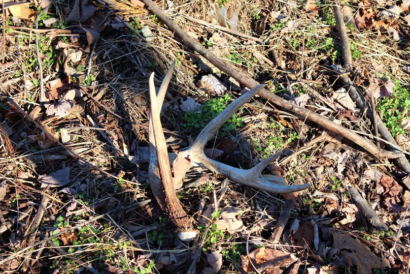 013 look at that brow tine!  nice 5 point shed found while exploring the thickets along the ridge