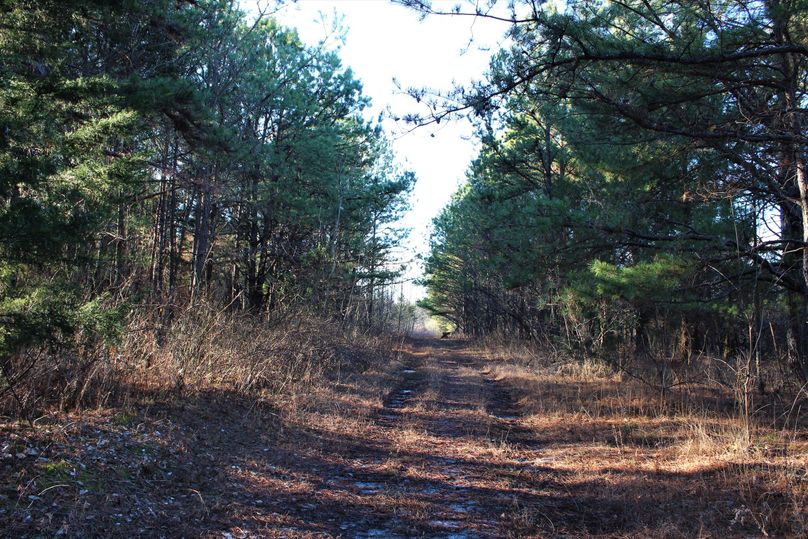 012 cool road leading through some large pines along a ridge