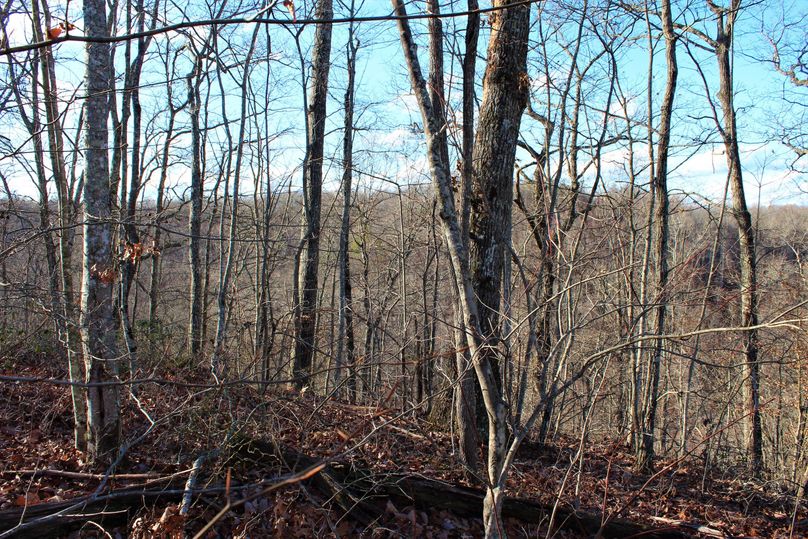 017 open hardwood ridgeline that seemed like the elk like to frequent