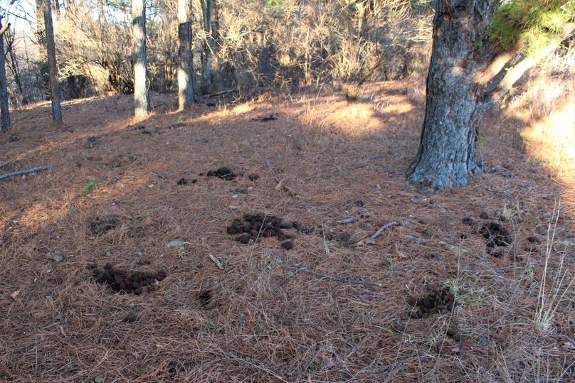 016 i believe we found a spot the horses like to hang out