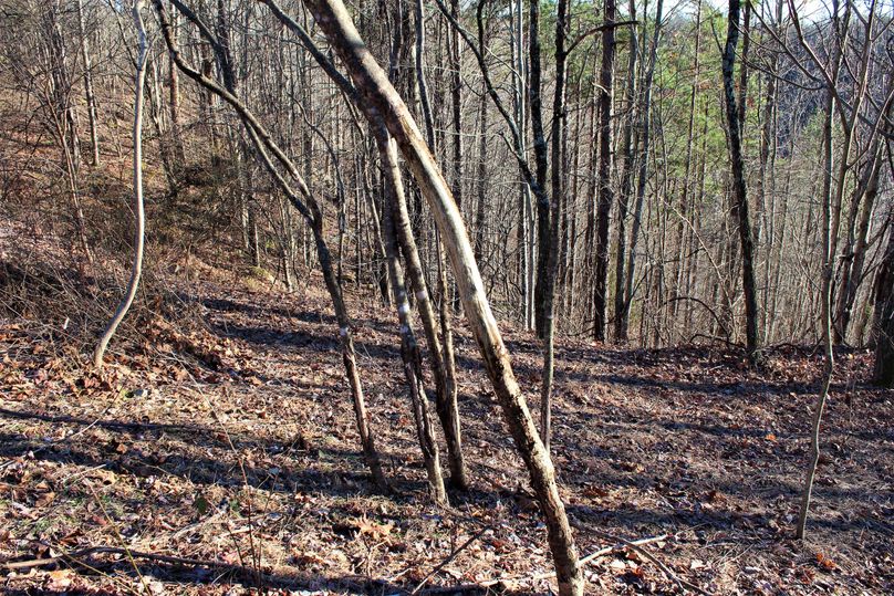 019 that ain t no buck rub!  that is damage brought to by your local elk herd