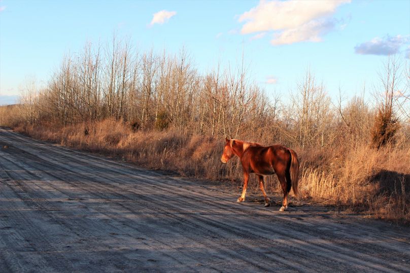 023 another of the not so wild horses.  actually more like pets