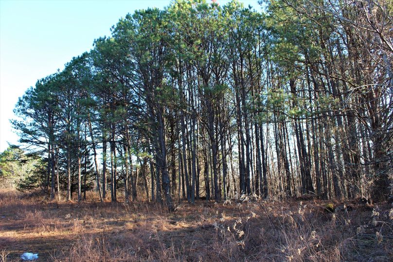 020 nice big stand of pines with open understory