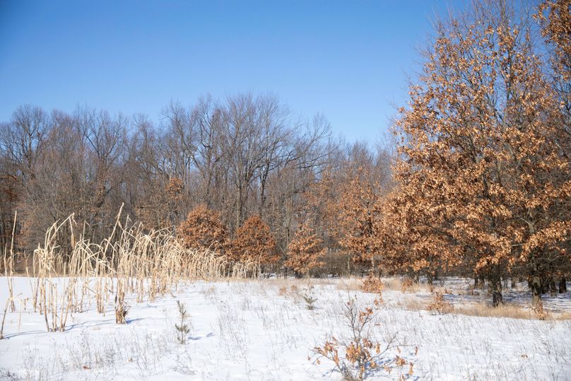 15 mast producing oak trees